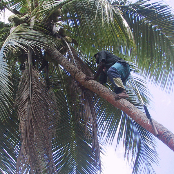 Climbing
          Coconut tree