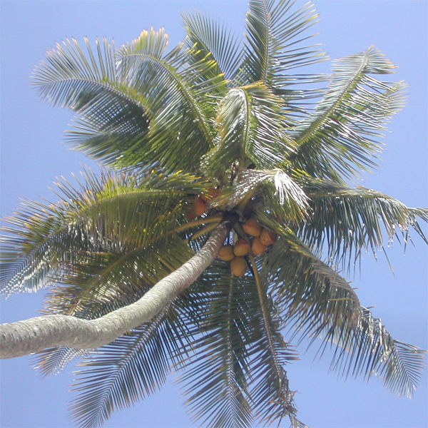 Palmfruit