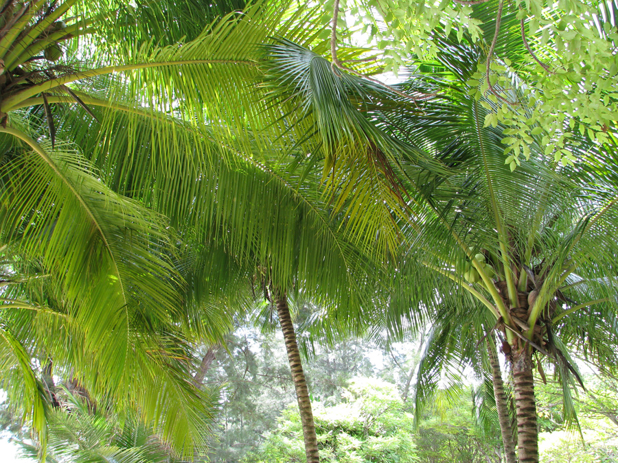 Palm cover on
            Manukan