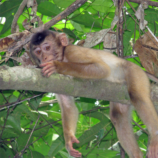 Monkey in branch