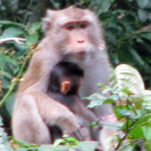 MOnkey mom and baby