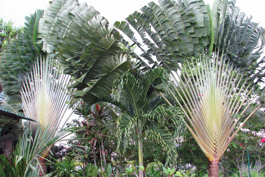 Fan-shaped palms