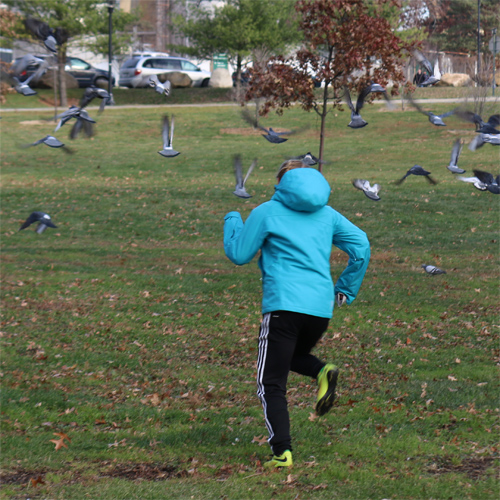 Chasing pigeons
